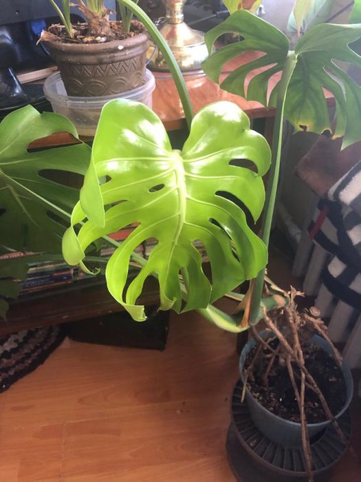 Продам Манстеру