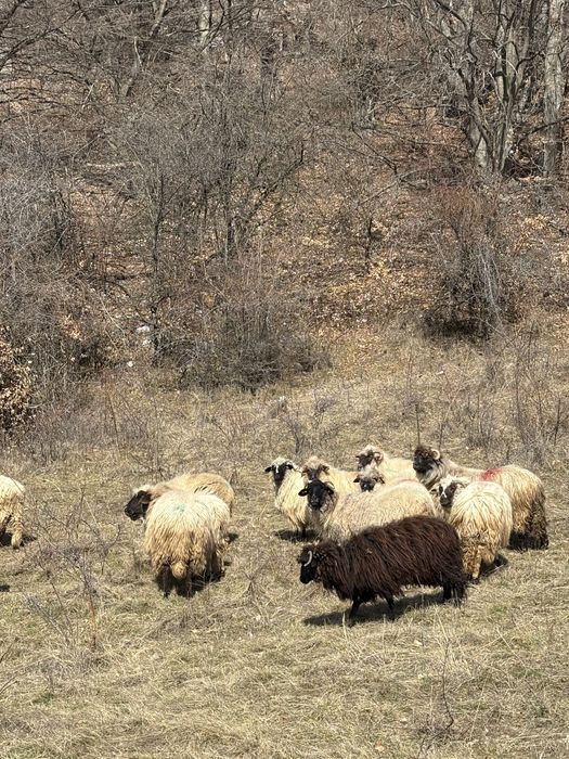 Vand 30 de oi cu lapte