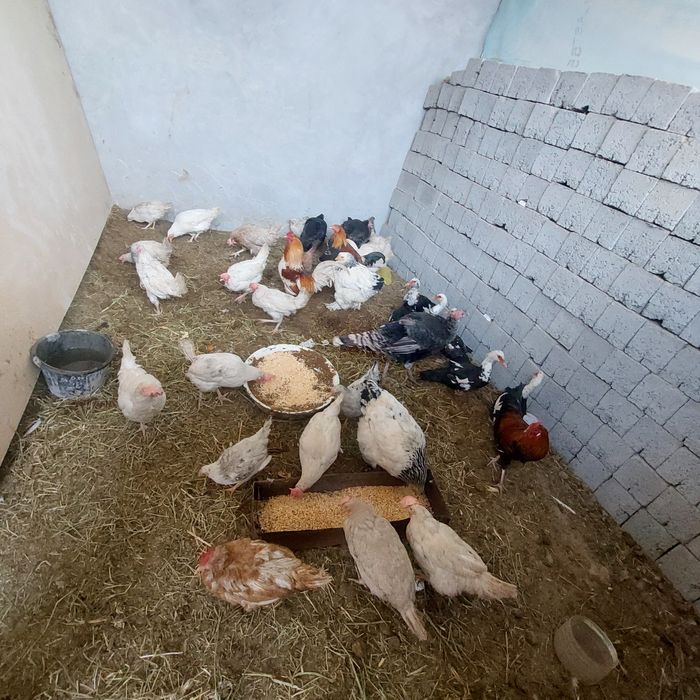 Товуклар сотилади