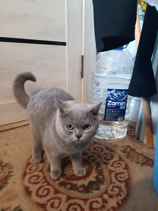 Продаётся Скотиш Страйт