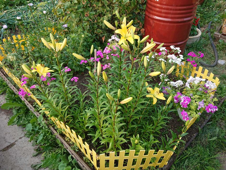 Дача в городе, 7 линия