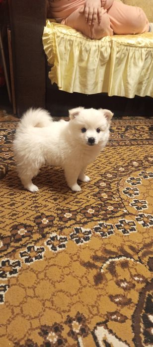 Мини шпиц померан много игриви