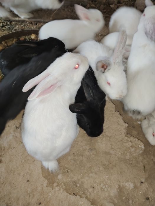 Quyon bolalari sotiladi