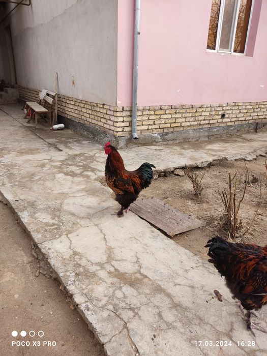 Brama xo'rozlar sotiladi