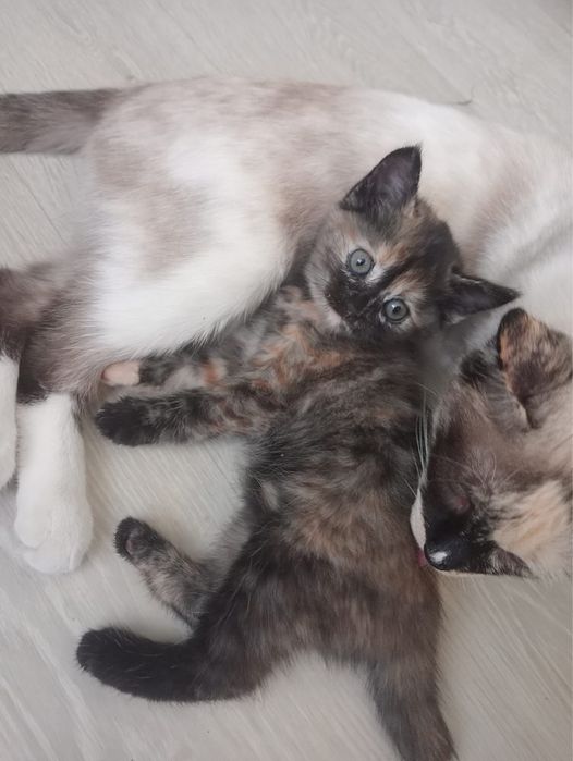 Отдам котенка. 2 месяца. Девочка