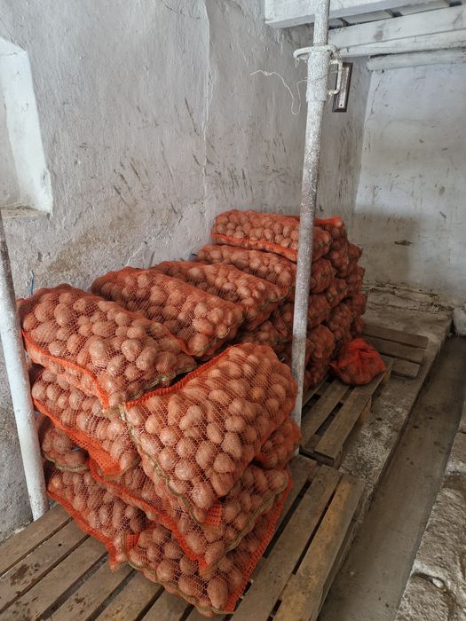 Cartof pentru  consum