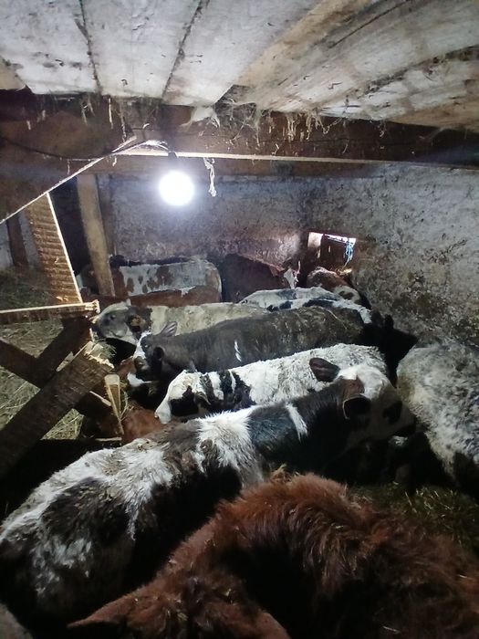 Vând viței: belgieni, limuzini ,bălțați