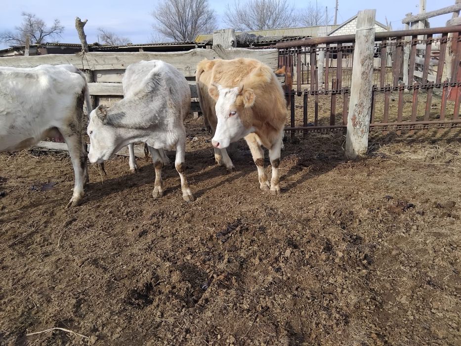 Продаю двух коров с двумя телятами