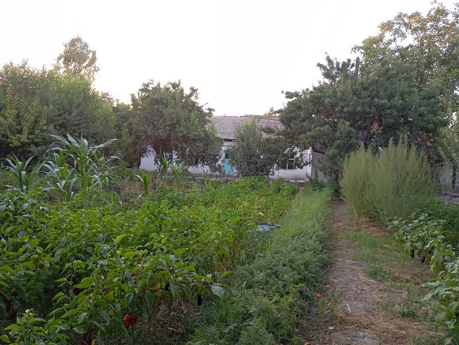 40 сотикли 2 уй сотилади газ свет ичимлики су  бор екин жой 20 сотик