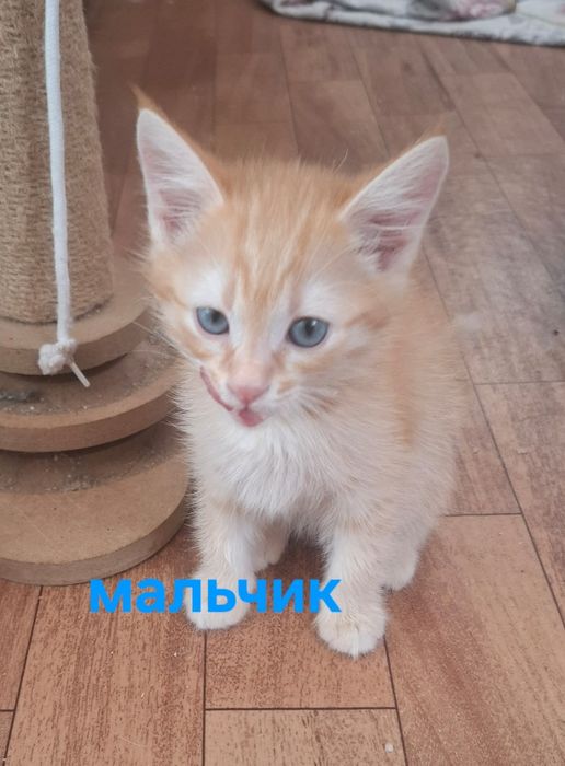 Котята в ответственные руки!