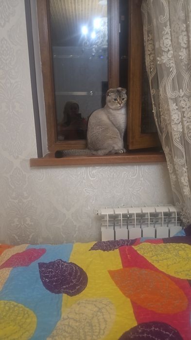 Мышык британский