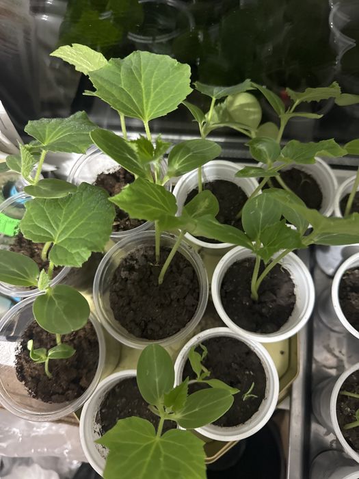 Рассада огурцов крепкие