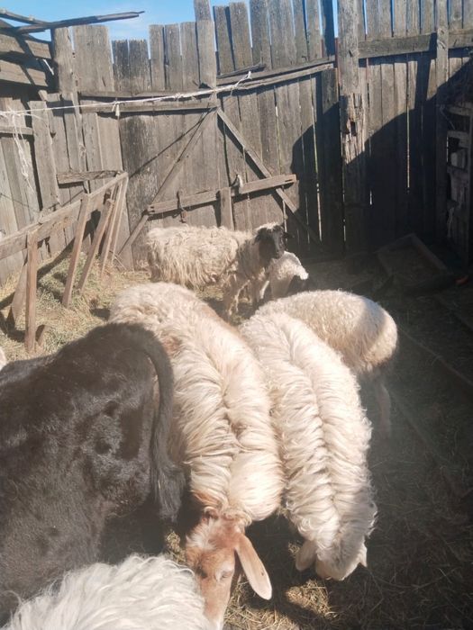 продам ягнят.