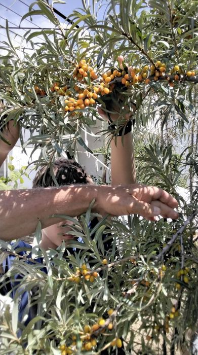 Облепиха крупноплодная!