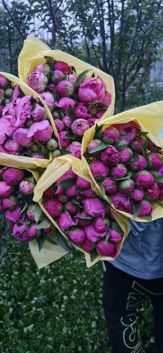 Пионы ароматные свежие