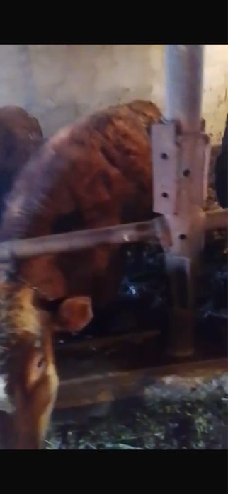 Бұқалар сатылады