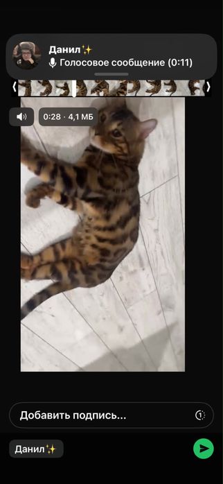Отдам бенгальского кота