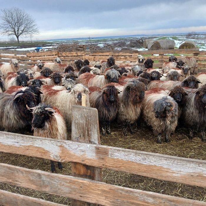 Vând 60 de oii fătătoare