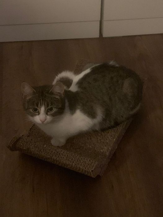 Donez pisica femela sterilizata