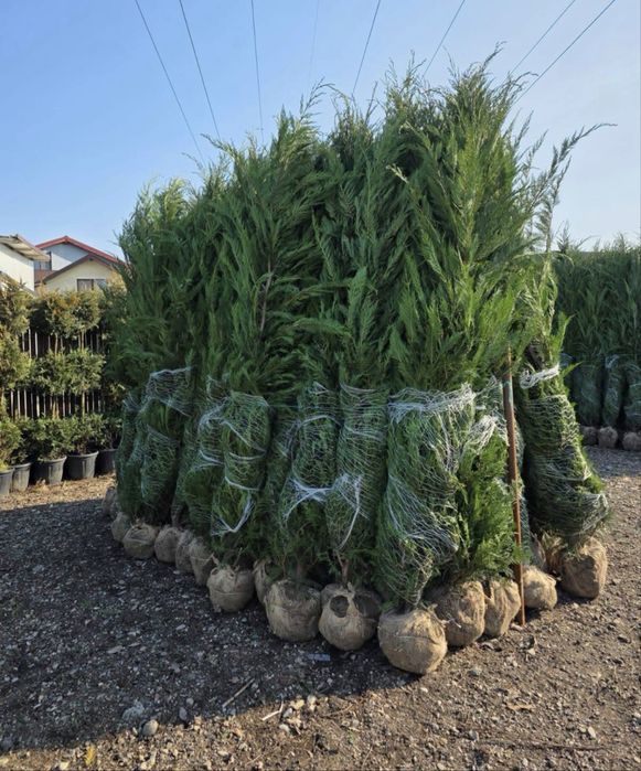 Plante ornamentale