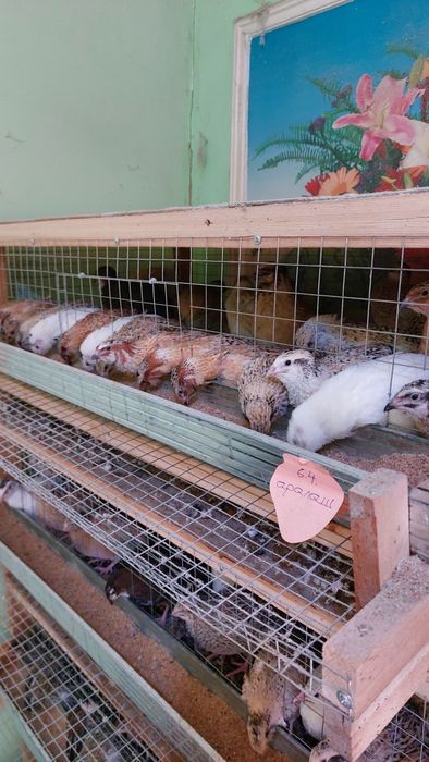 Бедана клетка сотилади.