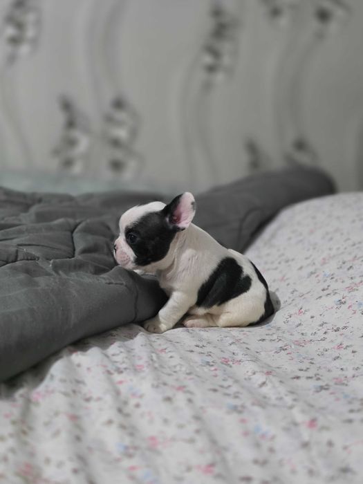 Мъжки и женски френчита