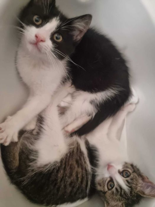 Pisoi de 2 luni in cautare de familie responsabila