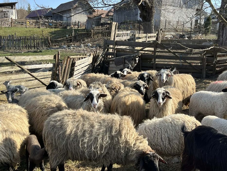 Vând 12 oi din 25 pe ales