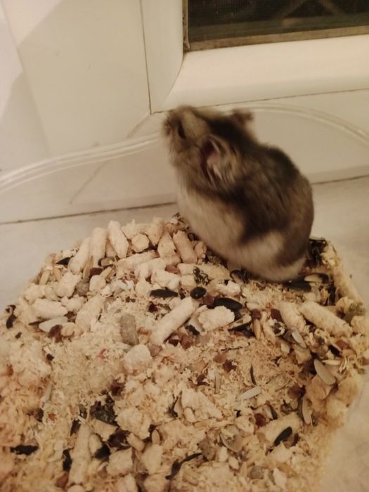 Продам хомяк очень умный