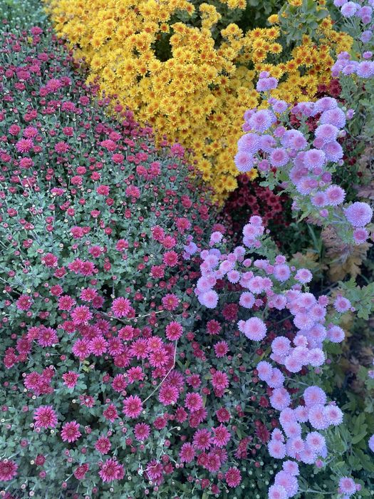 Местные садовые растения