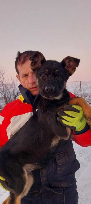 Vand Ciobanesc  German linie de lucru