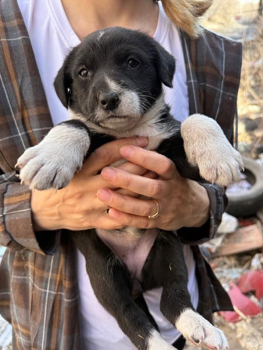 Малыши ищут дом!