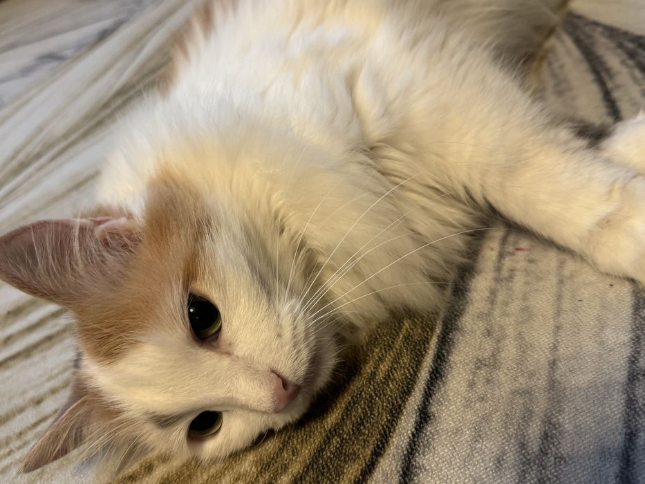 Отдам в хорошие руки