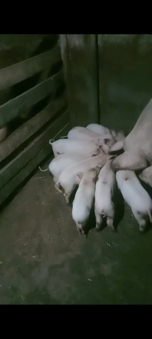 Продам поросят 1мес.и неделя