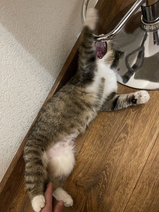 Кошка в очень хорошие руки