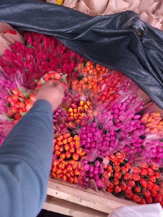 Тюльпаны крупные