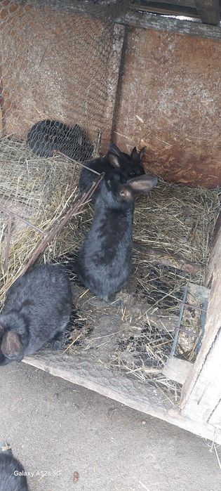 Iepuri uriașul belgian