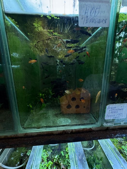 Аквариумные рыбки