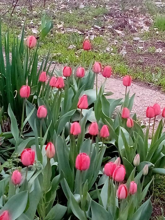 Тюльпаны садовые