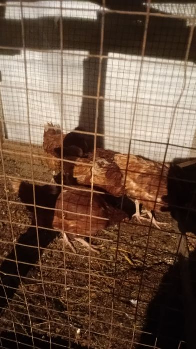 Куры молоденькая