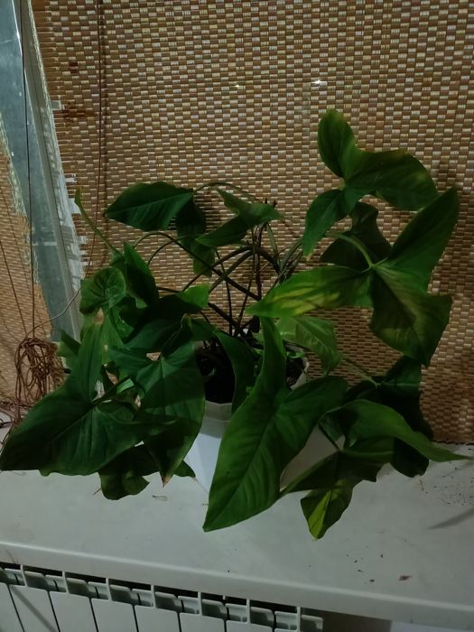 Продается Комнатные цветы цветы