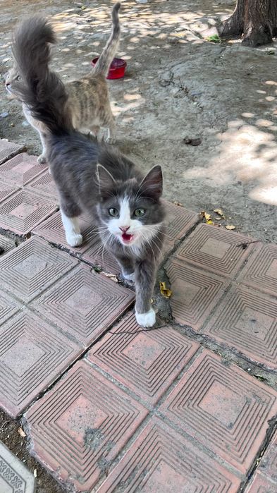 Продам Сибирского кота