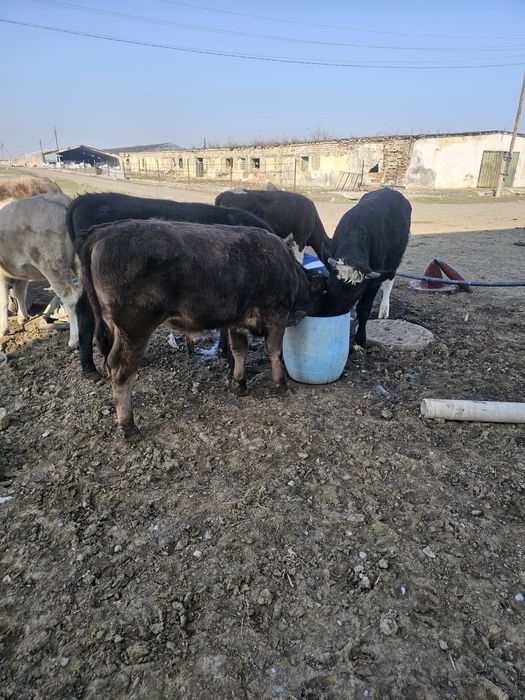 Продам бычки 7 голов