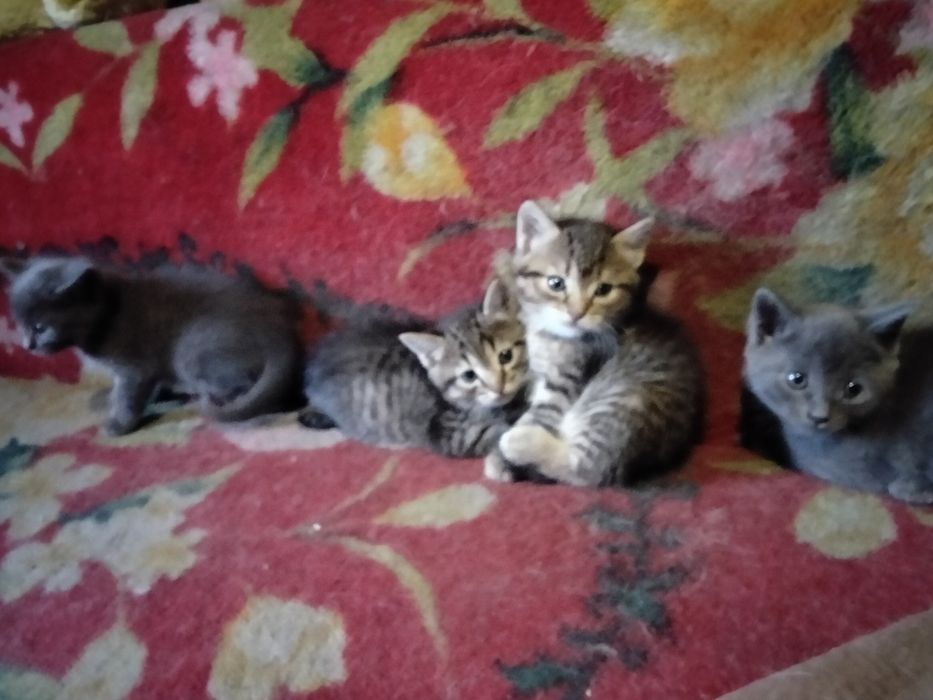 Котята даром михахайловка