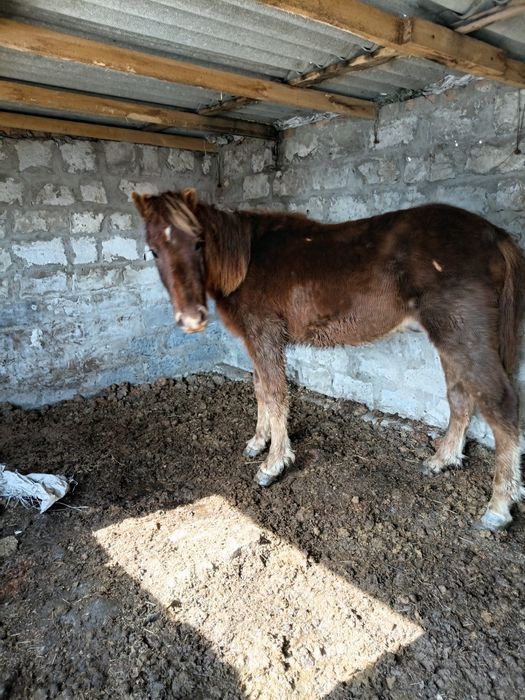 Продам жеребчиков