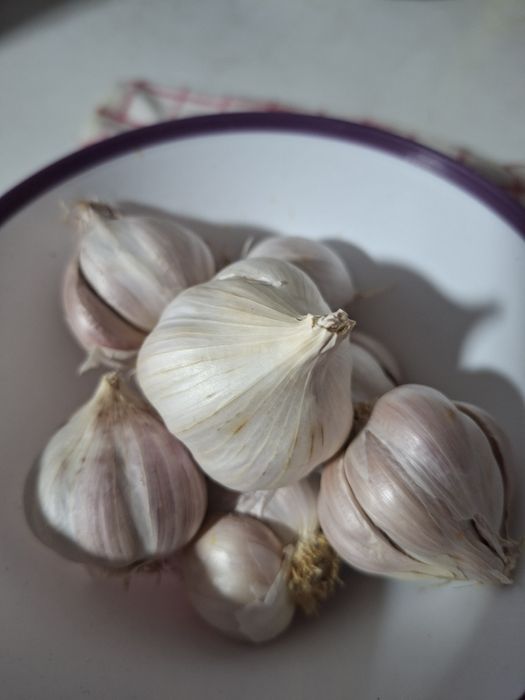 Vand usturoi romanesc