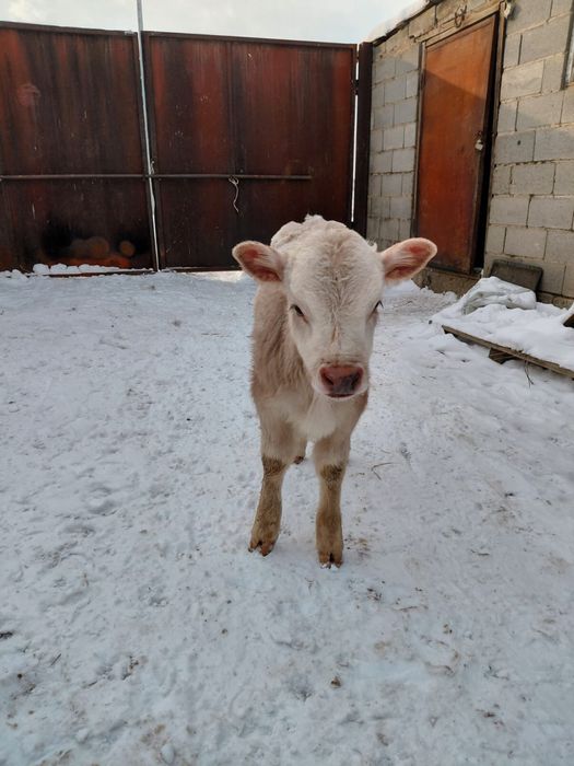 Сиыр Тана Бузау сатам