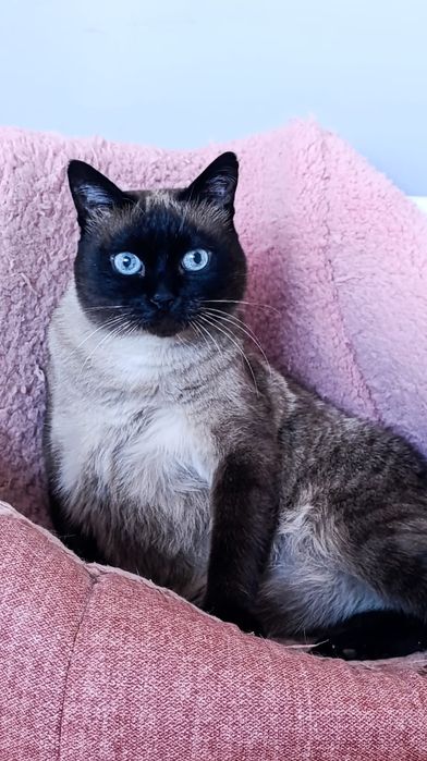 Шикарный котик молодой