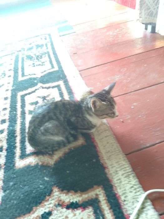 Yahshi shiringina qizbola