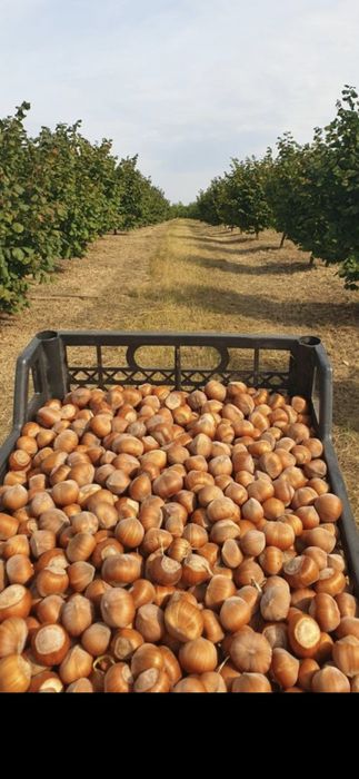 Vita de vie.Pomi columnari.Aluni.Nuci Chandler.Ciresi Prun Aronia >